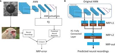 Quantifying the Brain Predictivity of Artificial Neural Networks With Nonlinear Response Mapping